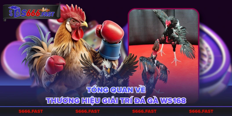 Tổng quan về thương hiệu giải trí đá gà WS168